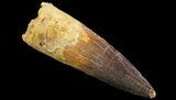Spinosaurus Tooth - Excellent Condition #64431-1